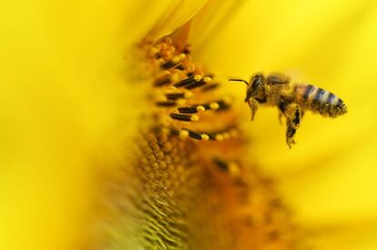 Una abeja obtiene polen de un girasol en un campo cerca de Fresdorf (Alemania).