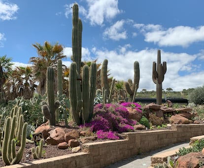 Una vista del paisaje desértico del jardín botánico creado por Mercedes García