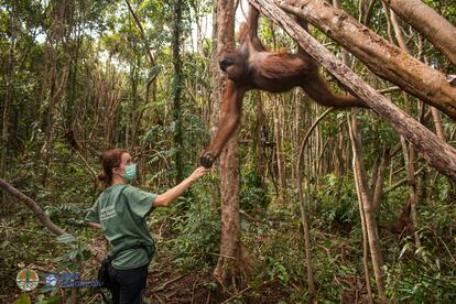 La primatóloga Karmele Llano con un orangután en el centro de recuperación de Kalimantan (Borneo).