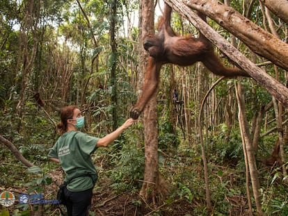 La primatóloga Karmele Llano con un orangután en el centro de recuperación de Kalimantan (Borneo).