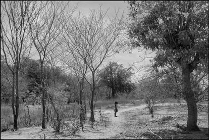 Criança caminha por terreno de caatinga em Pernambuco.