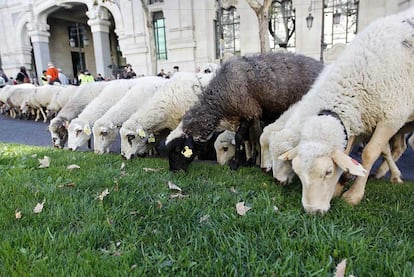 Como el camino es largo y han tardado varias horas en cruzar la ciudad, los rebaños han cogido fuerzas comiéndose la hierba del Paseo del Prado. Una parada en el camino no prevista pero que ha sido inevitable.