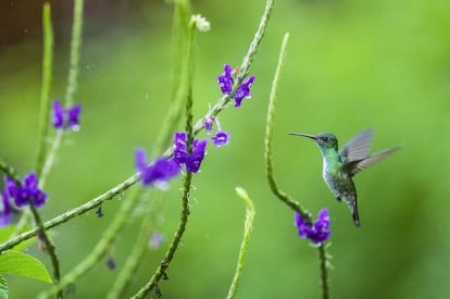 11.	Los colibríes se pueden encontrar desde Alaska hasta Chile. El más pequeño pesa 2,2 gramos y el más grande, llamado gigante, 20 gramos.