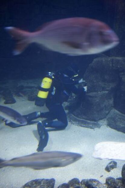 Un empleado trabaja en un tanque de la Casa de los Peces.