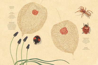 Sin ser botánico ni entomólogo, Nicolas Jolivot identifica e ilustra minuciosamente la flora y la fauna de esa región del País del Loira (Francia), “cerca del Thouet, un río conocido solo por los habitantes de sus orillas”, dando forma a un maravilloso cuaderno de campo. Preguntado por cómo se las apañó para documentarse, explica: “Me rodeé de libros, guías que identifican pájaros, plantas, insectos… y me lancé a buscarlos, a descubrirlos. No he usado ‘apps’ para identificar plantas o pájaros por la sencilla razón de que no tengo teléfono móvil. Desde hace mucho tiempo estoy convencido de que para aprender hay que buscar, y no conformarse con una respuesta inmediata a una pregunta inmediata”.