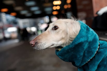 Miss Pooh, un ejemplar de Saluki, espera abrigado en el exterior del Hotel Pensilvania de Manhattan.