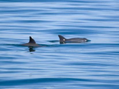 Un par de vaquitas marinas en el Golfo de California.