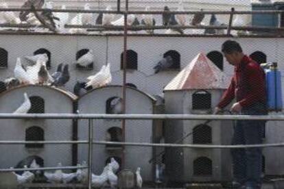 Un trabajador chino desinfecta un palomar, como medida de prevención contra la gripe aviar, en la ciudad portuaria de Qingdao, al este de China. EFE/Archivo