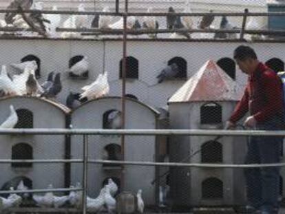 Un trabajador chino desinfecta un palomar, como medida de prevención contra la gripe aviar, en la ciudad portuaria de Qingdao, al este de China. EFE/Archivo