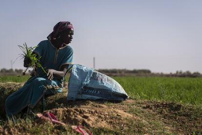 Khadijatou Mody Saar, madre de siete hijos, recoge hierbas del arrozal para dar de comer a sus cabras. Este año ha plantado media hectárea de cuya producción espera tirar durante dos meses. Para poder comprar las semillas y el abono y regar el terreno ha tenido que acudir a un préstamo