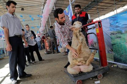 Una oveja es pesada para su posterior venta en un mercado de Teherán (Irán). 