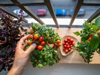 Estas son las mejores semillas de tomate ecológicas para cultivar fácilmente en la casa