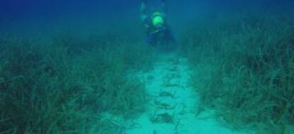 Plantación de Posidonia.