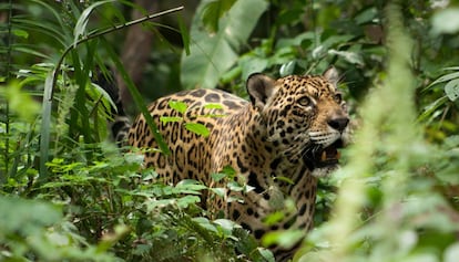 Un jaguar residente en el refugio de fauna salvaje Inti Wara Yassi, en Bolivia.