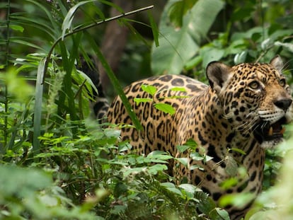 Un jaguar residente en el refugio de fauna salvaje Inti Wara Yassi, en Bolivia.