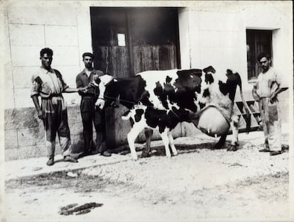 1930 (aproximadamente). Orgullo vaquero. Unos empleados de una vaquería muestran un hermoso ejemplar. Además de las granjas que rodeaban Madrid, en las actuales Arganzuela y Amaniel había dehesas donde pastaban reses antes de pasar por el matadero.