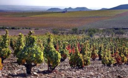 Viñedo de La Montesa, de la bodega de Álvaro Palacios, en el Monte Yerga de Alfaro.