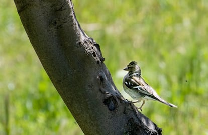 Una de las múltiples aves que se refugian en estos olivares.