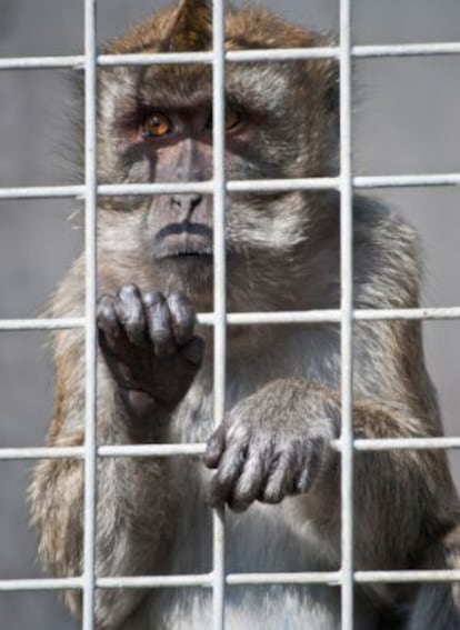 Proyecto Gran Simio rechaza la cría de monos para experimentar.