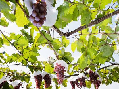 Viñedos de uva Koshu, en Japón. Botella de vino japonés que se sirve en elrestaurante catalán Koyshunka.