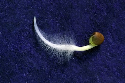 A newly germinated radish seed shows its radicle and absorbent hairs. 