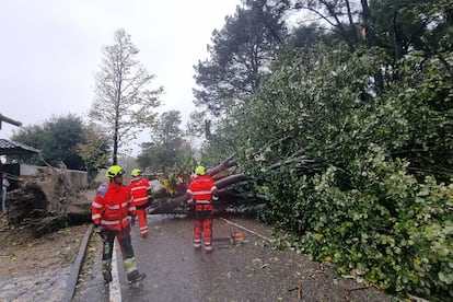 Efectivos del cuerpo de bomberos retiran uno de los árboles caídos en el Parque del Castro de Vigo a causa del fuerte viento, este miércoles.