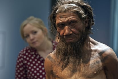 An employee of the Natural History Museum in London looks at a model of a Neanderthal male in his twenties.