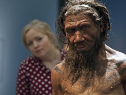 An employee of the Natural History Museum in London looks at a model of a Neanderthal male in his twenties.