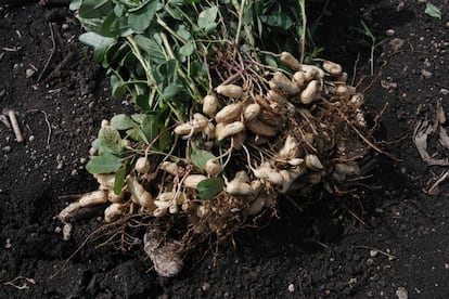 ¿Sabía que los cacahuetes crecían bajo tierra? Pues en efecto, no son un fruto seco, sino la semilla de la planta <i>Arachis hypogaea</i>. Después de recolectadas, se dejan secar, se lavan para quitarle los restos de tierra y plantas y se tuestan. <p>Este alimento contiene gran cantidad de grasas insaturadas, que lo hacen un aliado en la <a href="http://elpais.com/elpais/2015/11/04/buenavida/1446595376_962804.html" target=blank>guerra contra el colesterol malo</a>; más de una cuarta parte de su composición es proteína y además supone un aporte considerable de fibra y de minerales esenciales. También son una fuente importante de ácido fólico, indicado especialmente para embarazadas.</p>