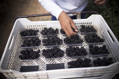 Moras recogidas en una finca de la localidad onubense de Lucena del Puerto.