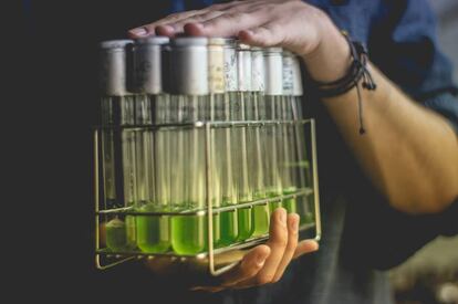 Los aceites son la base de cosméticos y alimentos.