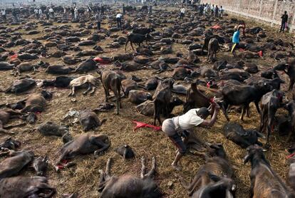 Un carnicero remata un búfalo durante una masacre en masa en el festival de Gadhimai en el pueblo de Bariyapur. Millones de devotos hindúes de Nepal y la India honran así a su diosa del poder.