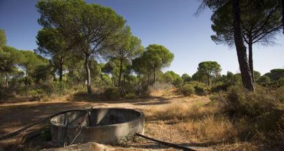 Pozo ilegal en los alrededores de Do&ntilde;ana.