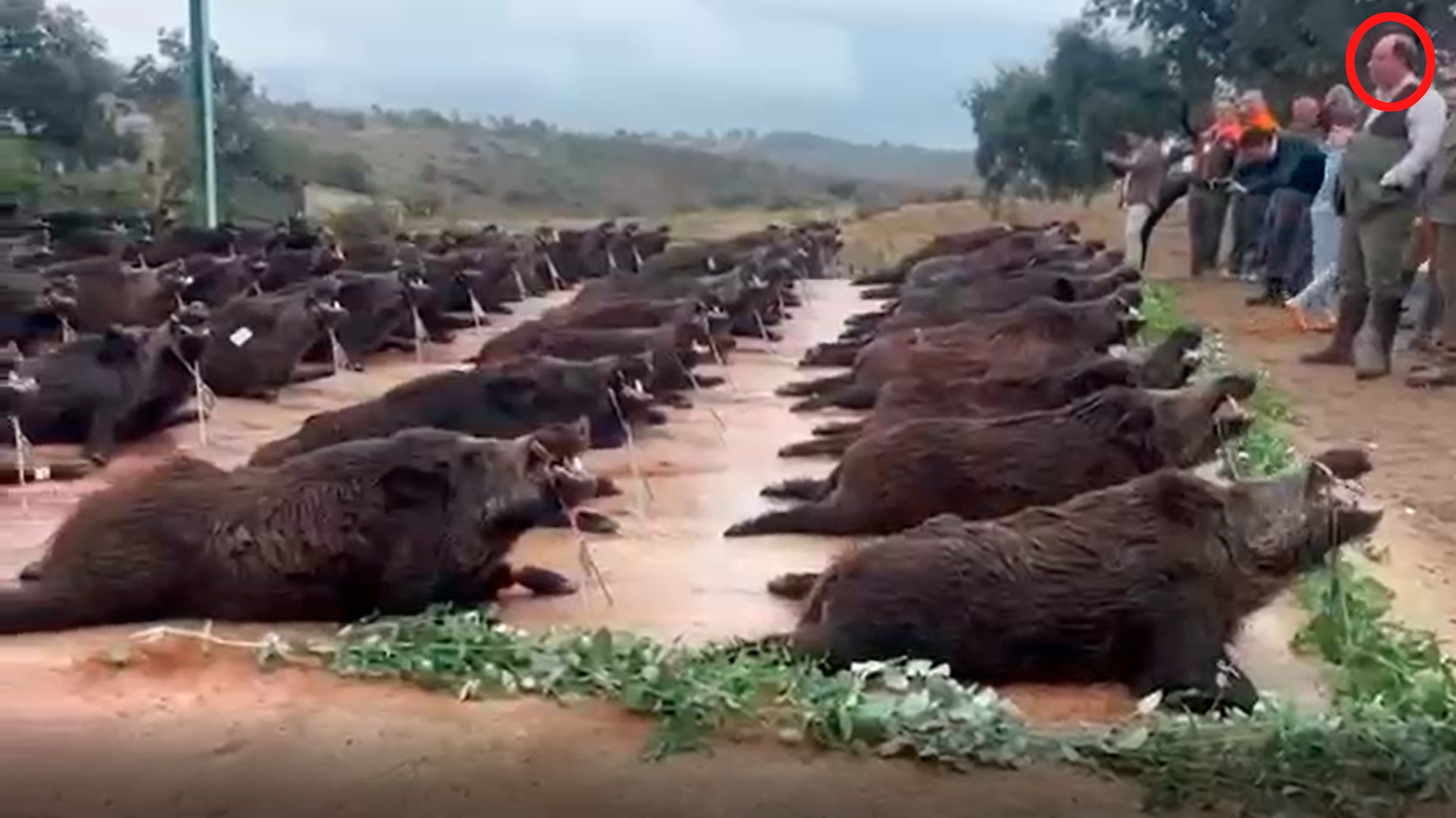 El socio de Aldama acude a una montería con 90 jabalíes en la finca bajo el foco de la UCO