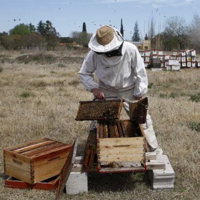 Un apicultor cosecha la miel en Chivicoy (Argentina).