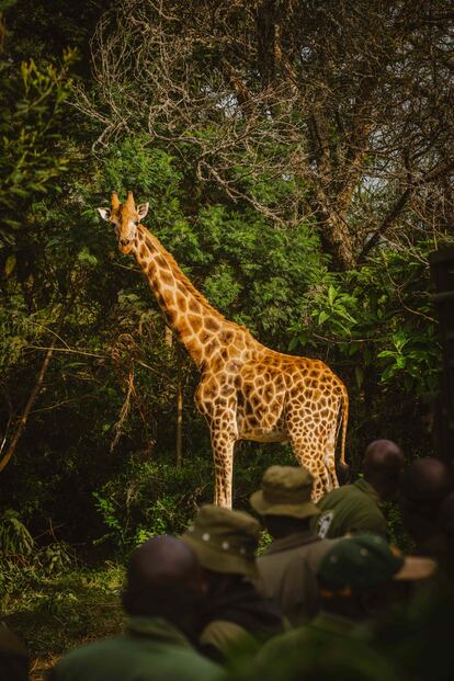 Una jirafa observaba a un grupo de guardas del Servicio de Vida Salvaje de Kenia, el 24 de junio en la Granja Kruger, en Eldoret. Se trata de una enorme y moderna explotación agraria de más de 2.000 hectáreas, de las que 162 albergan un santuario en el que vivían las jirafas Rothschild trasladadas, así como antílopes y pequeños cormoranes. Kenia es uno de los pocos países donde aún se pueden ver ejemplares de esta subespecie de jirafa en libertad. 