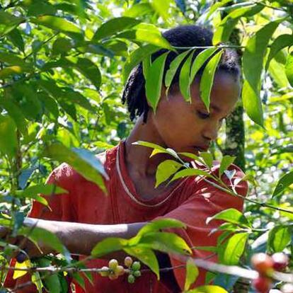 El primer producto de exportación de Etiopía es el café, del que obtiene 525 millones de dólares al año.