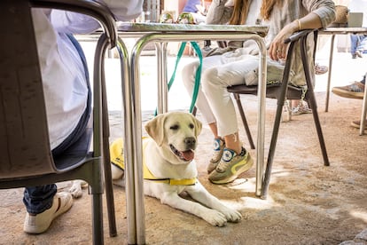 Un perro guía en un la terraza de un bar. 