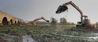 Eliminating water hyacinth from the Guadiana River (Spain), in 2014. 