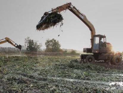 M&aacute;quinas recogiendo el camalote, planta invasora que se extiende por el Guadiana, a su paso por Extremadura.