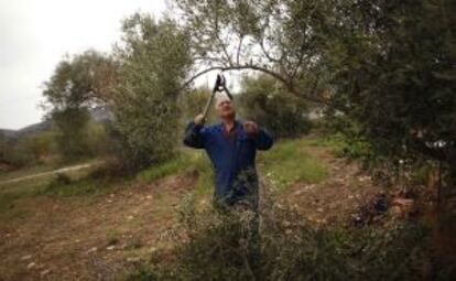 Un hombre poda un olivo en el campo de Ronda, en Málaga.