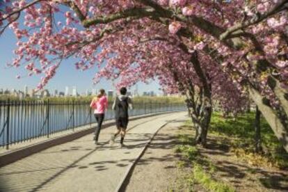 Cerezos en flor junto al Jacqueline Kennedy Onassis Reservoir, en Central Park.