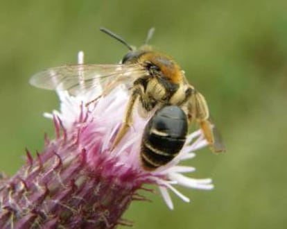 Solo unas pocas especies, como la &#039;Andrena dorsata&#039;, han aumentado sus poblaciones en lo que va de siglo.