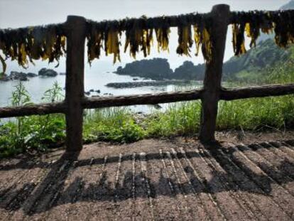 Las denominadas ‘sirenas de jeju’ aprovechan las barandillas que bajan a la playa para tender las algas.