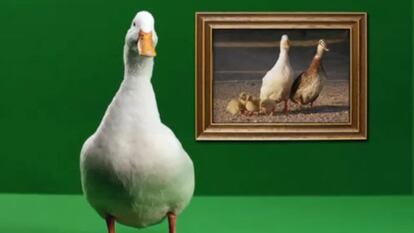 Imagen de la campaña 'Liberad al pato Willix' de Mixta.