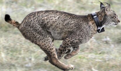 El plan Life intenta salvar al felino más amenazado del mundo.