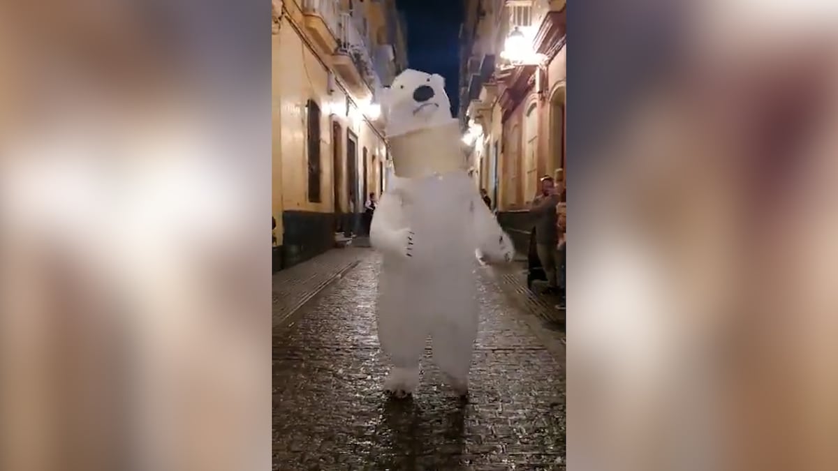 El «oso perjudicado» de la cabalgata de Cádiz reaparece con collarín