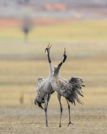 Dos grullas en la laguna de Gallocanta, en la provincia de Zaragoza.