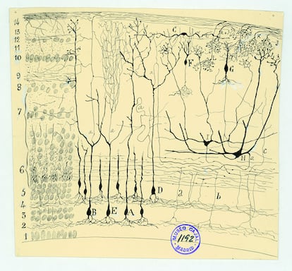 Dibujo elaborado por Santiago Ramón y Cajal del lóbulo óptico de un reptil.