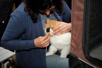 Lo que quiero decir es que no necesitas que tu gato esté en un ranking para ser un gato. Cualquier gato pasará de ti, te tapará la tele, te romperá los cables, las cortinas y tus camisas favoritas sin que tenga ningún premio. Quiere a tu gato no sólo por modelo, sino por gato; hay miles de gatos que necesitan un siervo esperándote, gatos que realmente necesitan un hogar y cuidados.